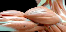 Human muscle tissue